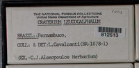 Craterium leucocephalum var. leucocephalum image